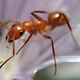 Illustration for article titled iDead Ant/i Sounds Like Its Going to Be the Platonic Ideal of a B-Movie